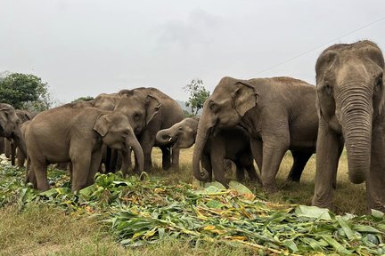 Elephant Care Program at New Elephant Home Chiangmai