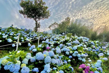 高家绣球花田门票:台北阳明山竹子湖・新北万里