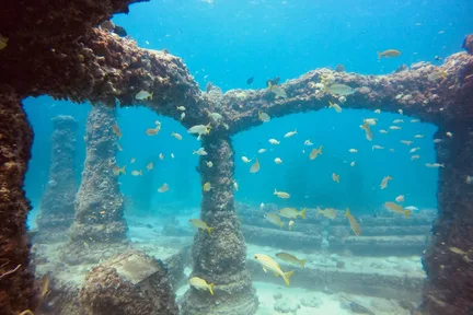 迈阿密海底世界:PADI 潜水船半日浮潜
