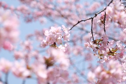 Hokkaido cherry blossoms only | Shizuchi Sakura Namiki/Sapporo Suburban Cherry Blossoms One-day Tour