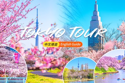 Cherry Blossom Season Exclusive | One-day tour to famous cherry blossom viewing spots in Tokyo with the fragrance of flowers and charm of cherry blossoms