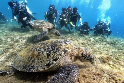 Xiaoliuqiu Diving Experience in Pingtung by Bear Diving 