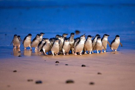 Small Group Philip Island Express Penguin & Wallaby Spoting