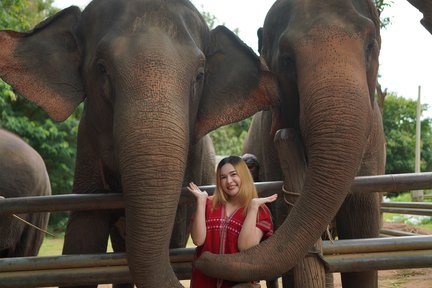 Chiang Mai: National Elephant Care & Bamboo Rafting / Ziplines Trip