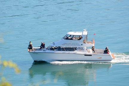 Crociera naturalistica nel porto dei delfini di Akaroa