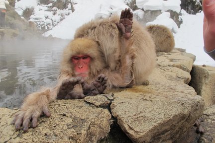 Snow Monkey & Shibu Onsen Tour in Nagano (Nozawa Onsen Departure)