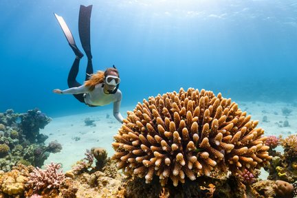 Tour de un día de esnórquel y manglares en Nusa Lembongan