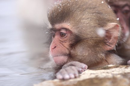 Excursion au musée romain Snow Monkey et Shiga Kogen au départ de Tokyo avec déjeuner buffet