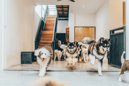 HOME by Tales Of Paws Ticket (Dog Cafe) in Johor Bahru