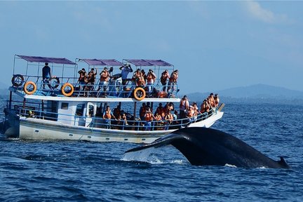 米瑞莎观鲸 & 海豚之旅