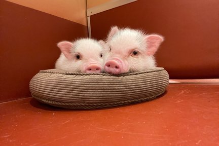 Fully Private Room Mini Pig Cafe with Feeding Experience in Tokyo 