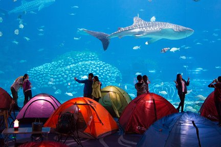 Zhuhai Chimelong Ocean Kingdom - Ocean Whale Shark Pavilion Overnight Undersea Package (Untuk 2 Orang)