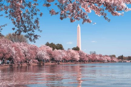 Cherry Blossoms Galore Bus Tour in Washington DC