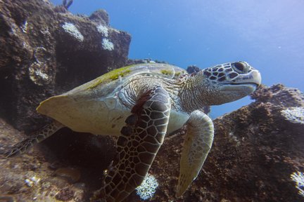 Pingtung ｜ Club de buceo Kenting Fangdai ｜ Examen SDI OW · Buceo de experiencia · Buceo turístico