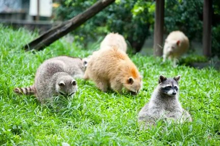 Ticket für Farm Dream Estates in Hualien