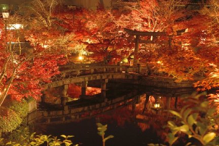 Kyoto Half Day Walking Tour with the Illumination in Autumn