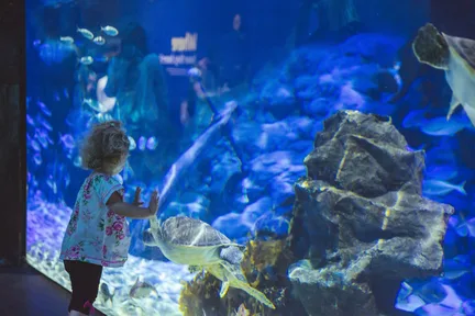奥克兰凯莉塔顿水族馆门票