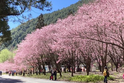 Lawatan Sehari Ladang Wuling (Pengambilan Hotel di Bandar Taichung)