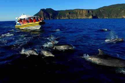 ทัวร์ล่องเรือชมเกาะแทสมัน 3 ชั่วโมง (เดินทางจากพอร์ตอาร์เทอร์)