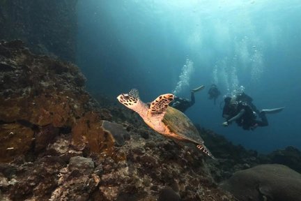 Experience Redang's Marine Life: Open Water Dive with PADI Center