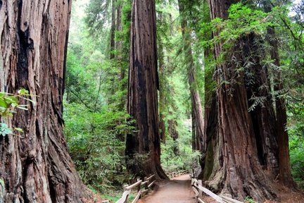 Lawatan Muir Woods & Sausalito dengan Bay Cruise dari San Francisco