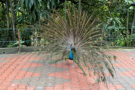 Tour Ngày Vườn Chim KL, Chợ Trung Tâm và Khu Người Hoa