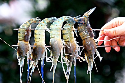 Shrimping Experience in Yilan by Lan Yang Crab