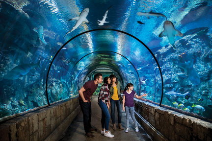 Shark Reef Aquarium Admission in Las Vegas