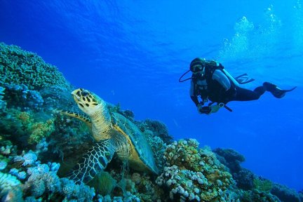 ラチャヤイ島 1日スキューバダイビング体験（プーケット発）