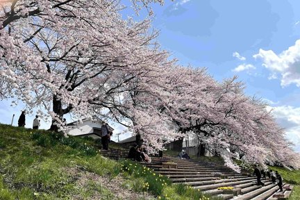 Lawatan Bas Sehari ke Zao Snow Wall & Sakura dengan Pengalaman Ohanami (Bertolak dari Sendai)