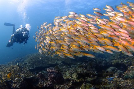 กิจกรรมดำน้ำครึ่งวันที่เกาะพีพี โดย PADI 5 Star Center