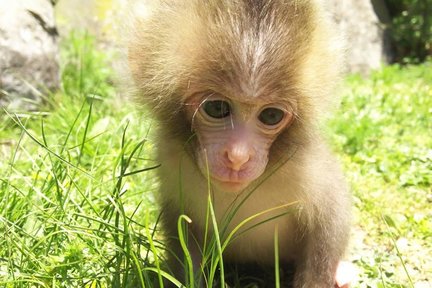 Shodoshima Choshikei Nature Zoo Monkey Park Ticket in Kagawa