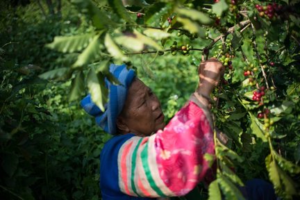 苏拉拉胡有机咖啡农场和高山村落体验 (SuanLahu organic coffee farm and highland village experience)