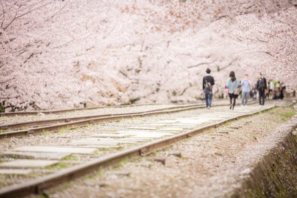 Kyoto Cherry Blossom with Miyako Odori 1 Day Walking Tour