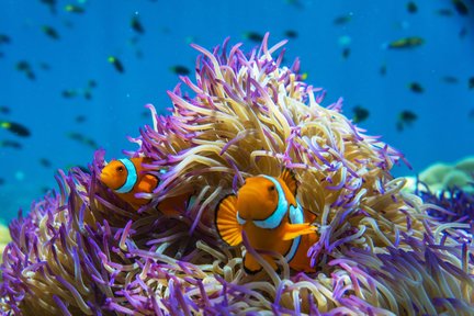 Tour di un giorno all-inclusive delle crociere sulla barriera corallina delle Isole Frankland