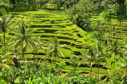 Visite à volonté du centre de Bali : cascade, grotte des éléphants, Tirta Empul, rizières en terrasse de Tegalalang et forêt sacrée des singes