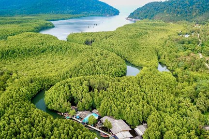 Mangrove Forest Kayaking at Koh Chang Salak Kok Seafood