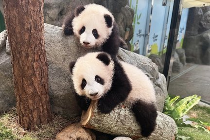 Ocean Park Hong Kong Ticket