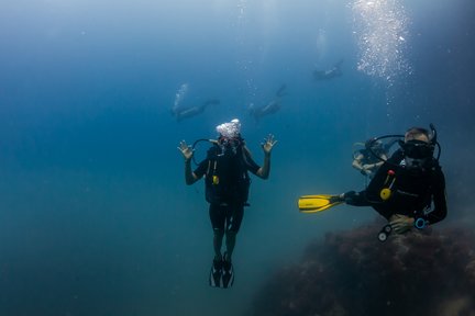 Skuba Pemula Koh Phangan untuk PADI 5 Star Center