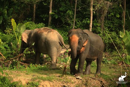 Phuket Hidden Forest Elephant Reserve Sanctuary Experience