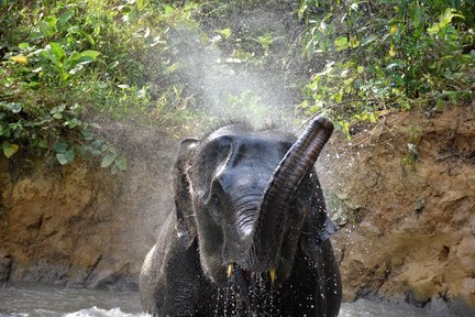 Esperienza nella casa per la cura degli elefanti di Krabi