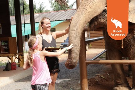 Samui Elephant Home Feeding Experience