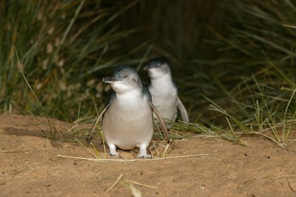 Excursión de un día a Philip Island (guía de habla china)