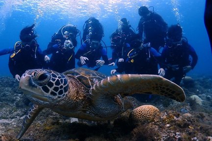 Pingtung Lambai Island | Ya Dive | Diving, PADI OW, atau PADI AOW course