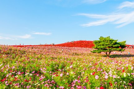 Oarai Isomae Shrine, Nakaminato Seafood Market, and Hitachi Seaside Park Flower Sea Day Tour (Depart from Tokyo)