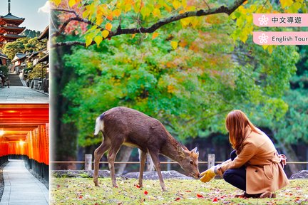 Kyoto Kiyomizu-dera Temple 3 Hours & Nara Park (with Deer Cookies) & Fushimi Inari Taisha Thousand Torii Gates Day Tour | Depart from Osaka/Kyoto