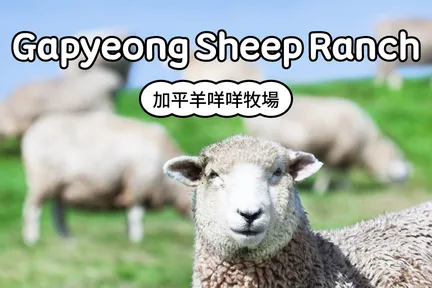 京畿羊牧场门票