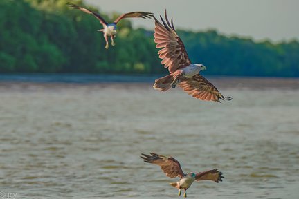 Adlerfütterungserlebnis in Kuala Selangor