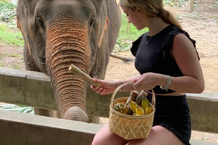 Lawatan Peribadi Sehari Natural Bamboo Rafting dan Elephant Care di Phang Nga