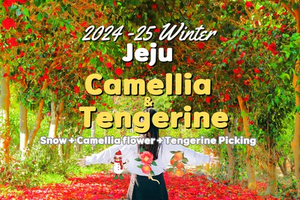 济州山茶花、橘子与白雪冬季季节之旅 (Jeju Camellia & Tangerine & Snow Winter Seasonal Tour)